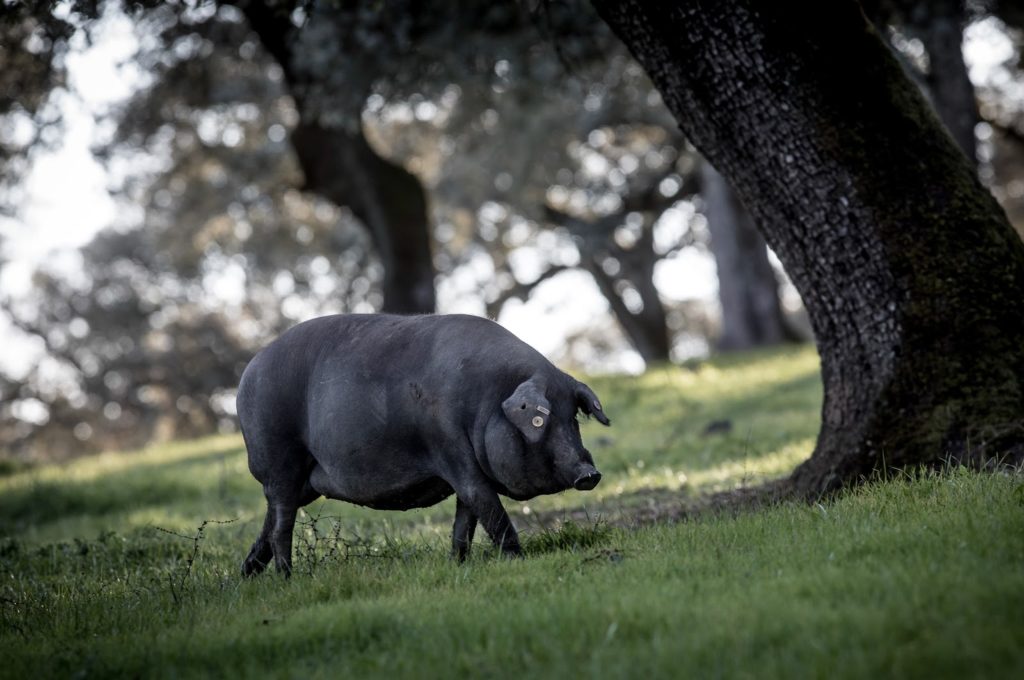 Cerdo ibérico de bellota