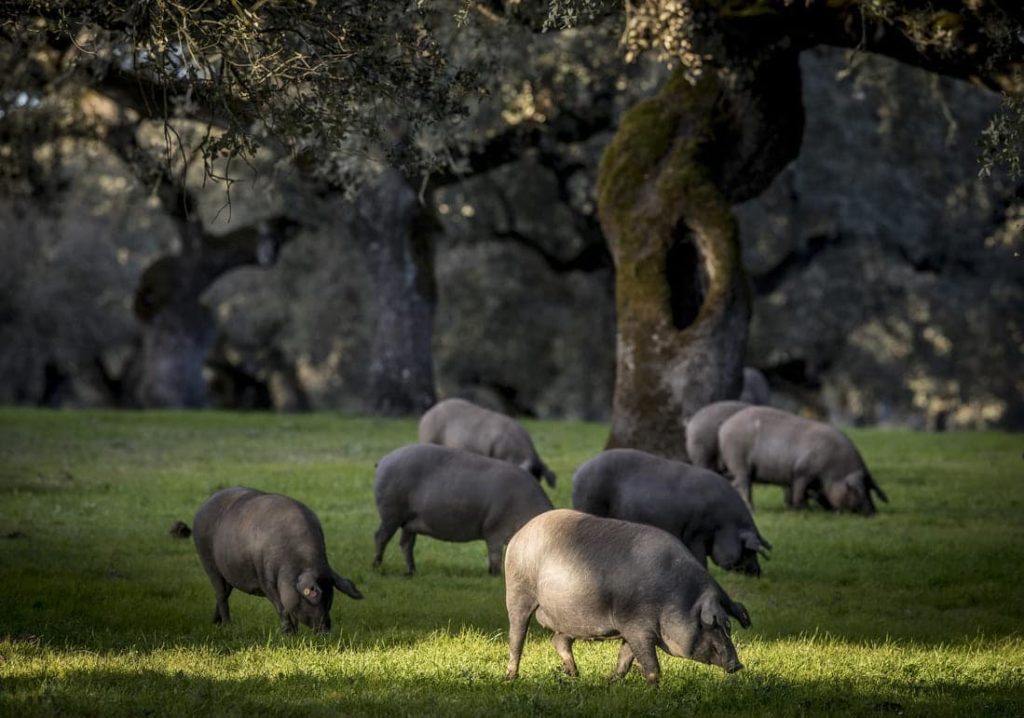 Cerdos ibéricos de bellota en la dehesa extremeña