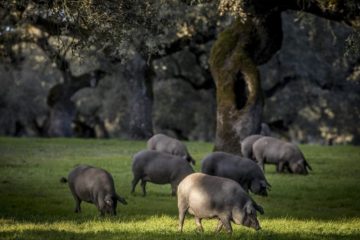 cerdos ibéricos de bellota