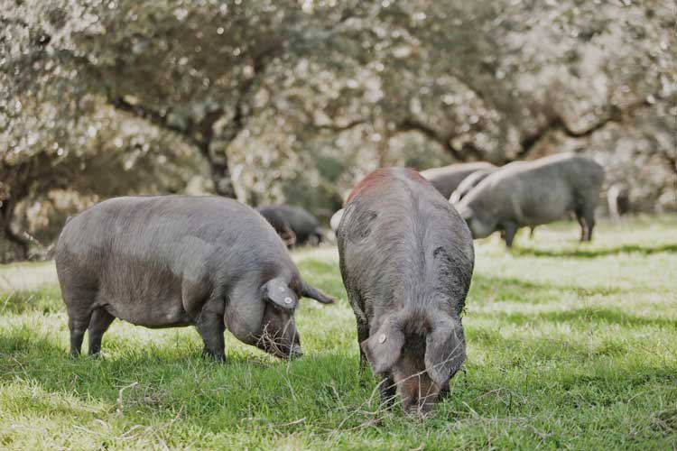 Cerdo ibérico de bellota durante la montanera